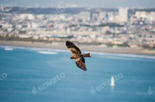 Preview: A Japanese Seahawk Flying Above Enoshima