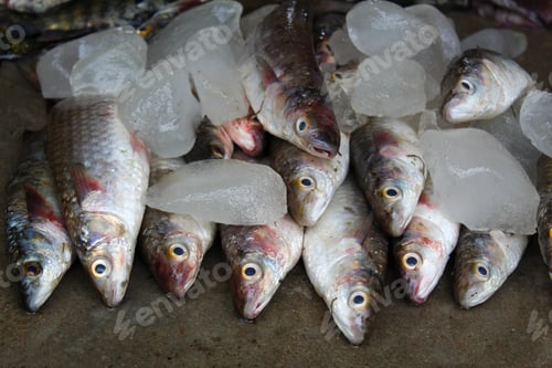 Preview: A Closeup Shot Of Freshly Caught Fish Stacked With Ice Cubes