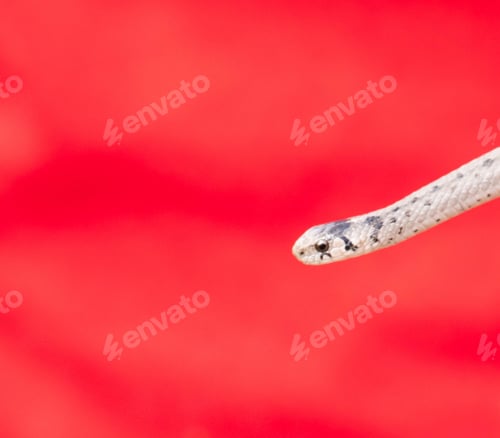 Preview: A Closeout Shot Of A White Snake Head On An Isolated Red Background