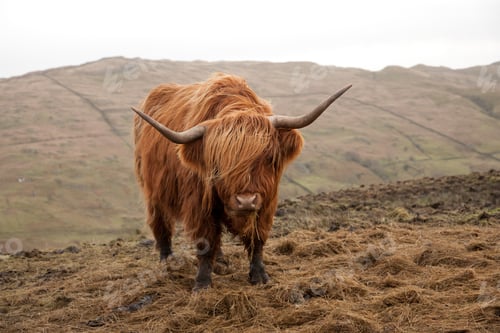 Preview: A Selective Focus Shot Of A Brown Scottish Highland Cattle