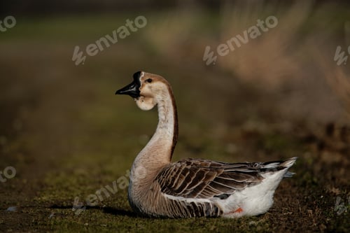 Preview: A Closeup Shot Of An African Goose (А