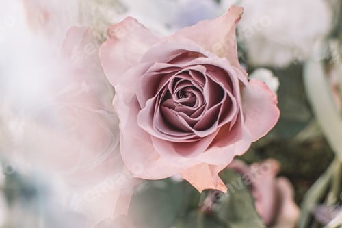 Preview: A Closeup Shot Of A Beautiful Dried Rose With Pale Pink Petals