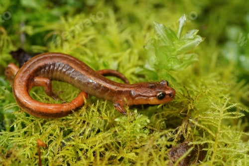 Preview: A Closeup Shot Of The Rare And Endangered Van Dyk'S Salamander, Plethodon Vandykei