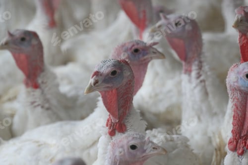 Preview: A Group Of Broilers On The Farm