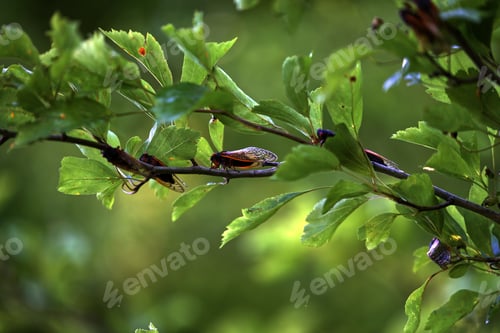 Preview: A Closeup Shot Of Cicadas On Tree Branches