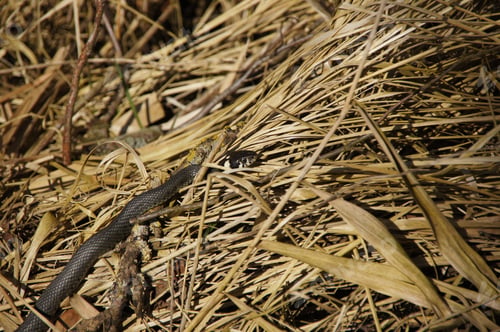 Preview: A Black Viper Snake Crawling On The Yellow Grass