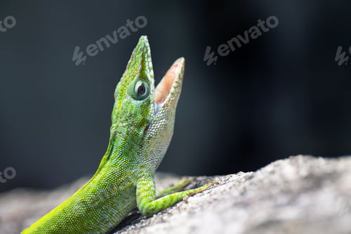 Preview: A Closeup Shot Of A Green Anole Lizard