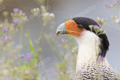Preview: A Closeup Shot Of The Head Of A Phalcoboenus Mountain Bird In The Greenery