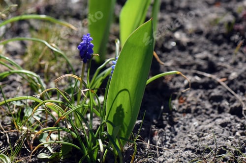Preview: A Closeup Shot Of Grape Hyacinth Muscari Flowers In The Garden