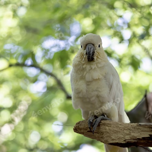 Preview: A Closeup Shot Of A White Cockatoo On The Tree Branch