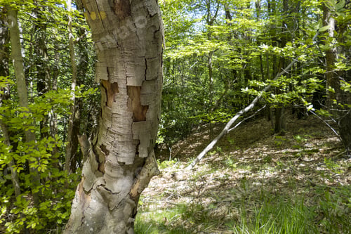 Preview: An Aged Tree Trunk In A Forest