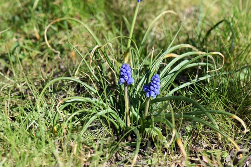 Preview: A Closeup Shot Of Grape Hyacinth Muscari Flowers In The Garden