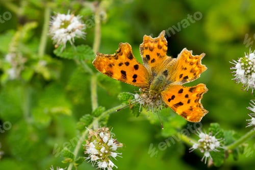Preview: The Beautiful Yellow Butterfly With Black Dots On The Plants
