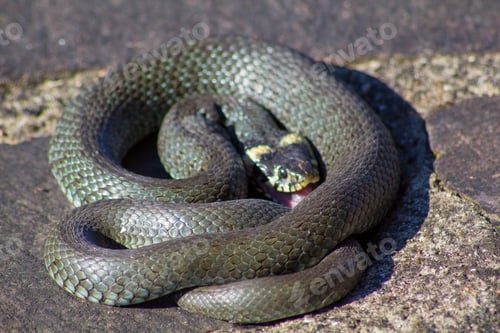 Preview: An Overhead Closeup Shot Of A Dark Grey Snake - Perfect For Background