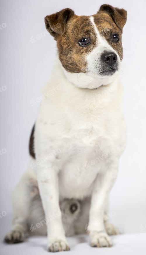 Preview: A Vertical Shot Of A Dog On A White Background