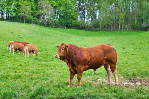 Preview: A Green Pasture With Cows In Maransart, Lasne, Belgium During Daylight