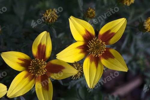 Preview: Beautiful Yellow Spanish Needles On A Blurred Background
