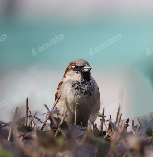 Preview: A Closeup Shot Of A Sparrow On A Blurred Background