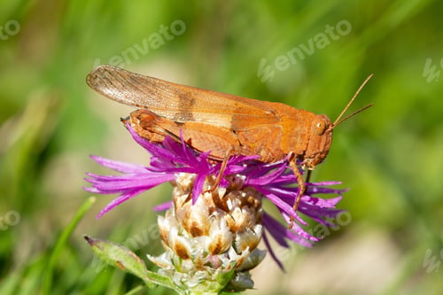 Preview: Brown Grasshopper On A Purple Flower In A Meadow