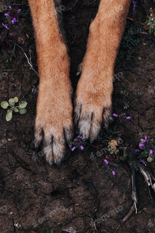 Preview: A Vertical Shot Of The Paws Of A Malinois Dog On The Ground In The Daylight