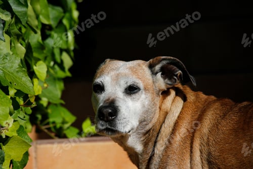 Preview: A Closeup Shot Of A Cute Dog