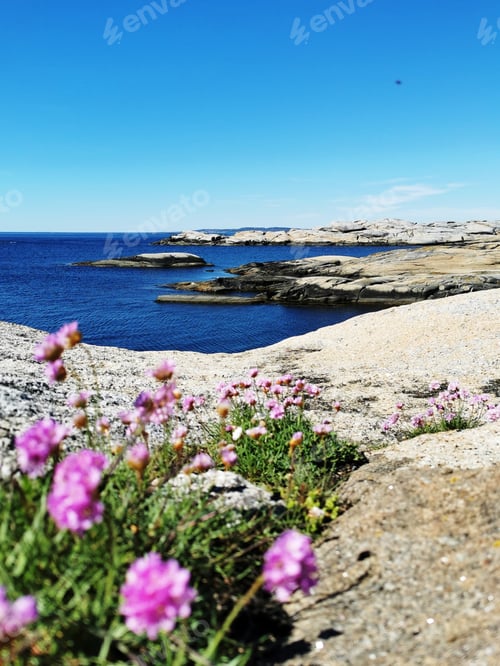 Preview: A Scenic Shot Of A Sea Surrounded By Stone Mountains Full Of Pink Flowers In Verdens Ende, Norway