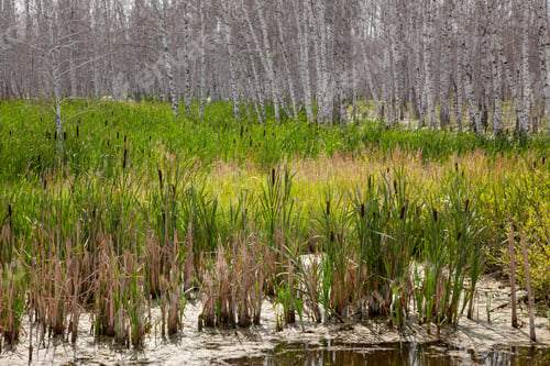 Preview: Reeds And Cattail Close-Up Against The Background Of White-Bore Birches Without Leaves