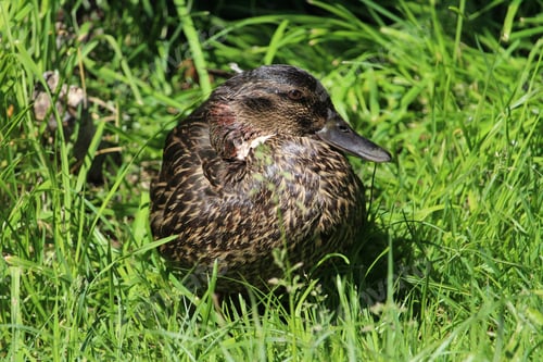 Preview: A Closeup Of A Female Mallard Duck On A Grassy Field