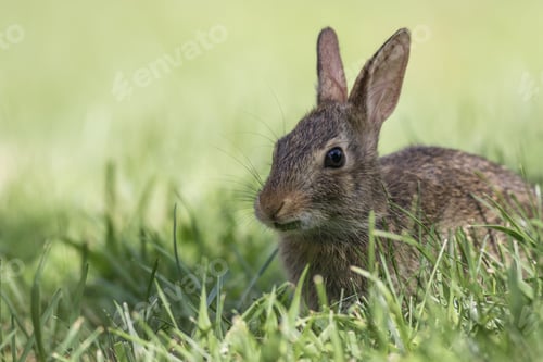 Preview: A Closeups Shot Of An Adorable Eastern Cottontail Rabbit Eating Leaf In Green Grass