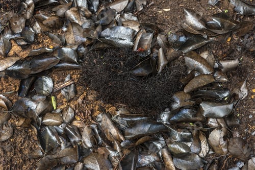 Preview: A Closeup Shot Of Dried Leaves On A Forest Floor