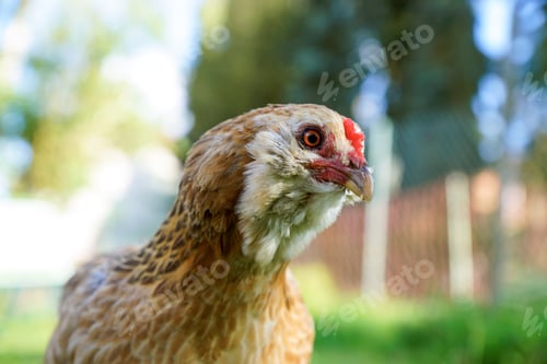 Preview: A Portrait Of A Turkey With A Red Comb With Blurry Bokeh Lights Background