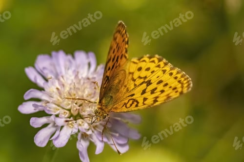 Preview: A Closeup Of A Dark Green Fritillary On A Flower In A Field Under The Sunlight With A Blurry Backgr