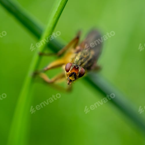Preview: A Macro Shot Of A Yellow Creepy Dung Fly Head Looking At The Camera