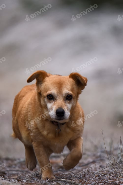 Preview: A Vertical Shot Of A Cute Red Dog