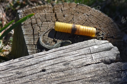Preview: A Closeup Shot Of A Lizard On The Tree Stump
