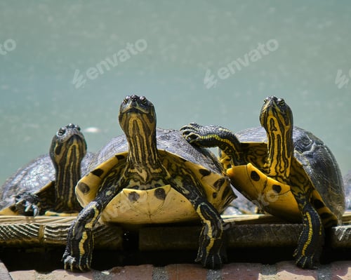 Preview: A Closeup Shot Of Three Small Turtles Together