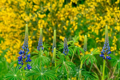 Preview: A Closeup Shot Of Lupine Flowers Growing In A Field