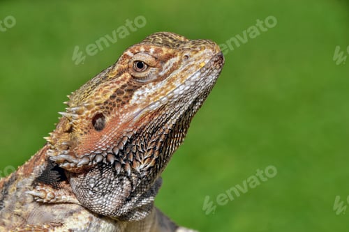 Preview: A Closeup Shot Of A Big Lizard Captured On A Grass-Covered Field