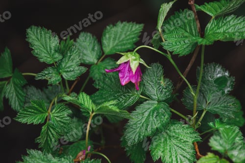 Preview: A Closeup Of A Salmonberry Flower In A Field Under The Lights With A Dark Blurry Background