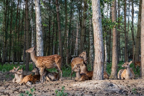 Preview: A Herd Of Cute Spotted Deer Grazing In The Picturesque Forest
