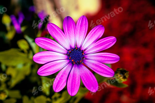 Preview: A Closeup Shot Of A Purple Flower