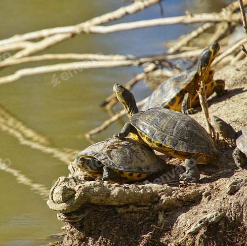Preview: A Closeup Shot Of Pond Sliders On A Rock At A Beach