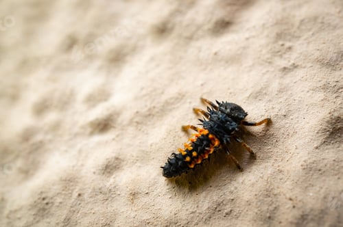 Preview: A High Angle Shot Of A Ladybird Larvae On A Sandy Ground