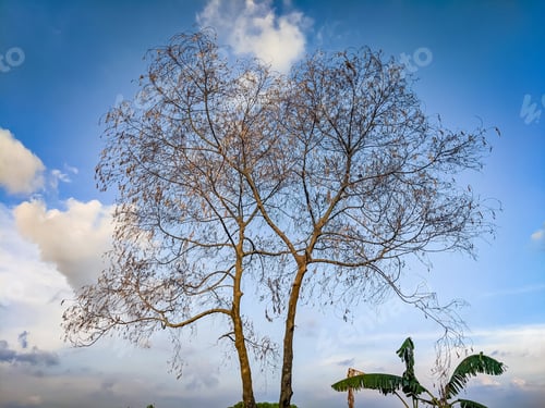 Preview: A Scenic View Of Two Bare Trees Against Blue Sky In The Countryside