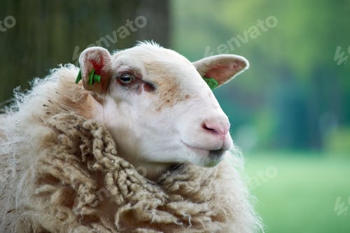 Preview: A Closeup Shot Of A Cute Fluffy Sheep On A Meadow