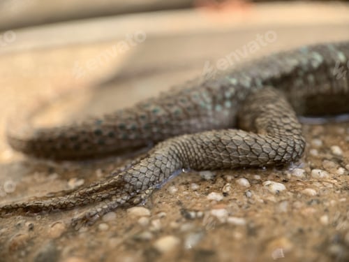 Preview: A Closeup Shot Of A Lizard'S Tail On A Concrete Surface
