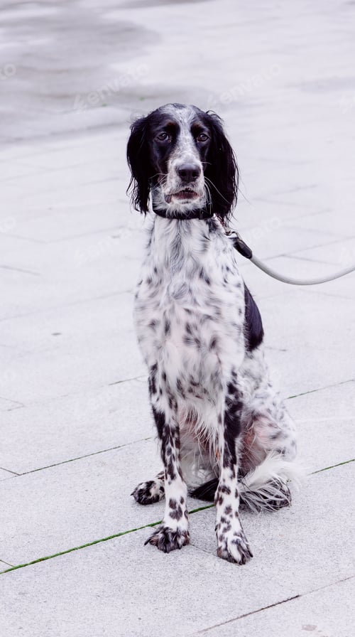 Preview: A Vertical Shot Of Russian Spaniel With Harness On The Street