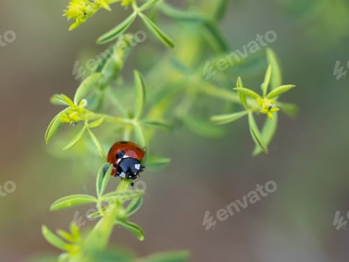 Preview: A Closeup Shot Of A Ladybug On A Leaf Stalk