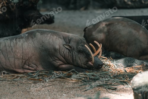 Preview: A Wild Pig Babirussa In A Zoo