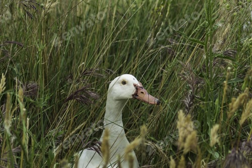 Preview: Close-Up Of Some Ducks In Freedom, Photograph Taken On The Shore Of A River
